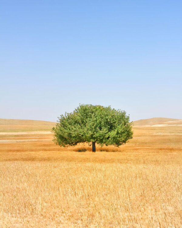 اثر مقصود مرادی