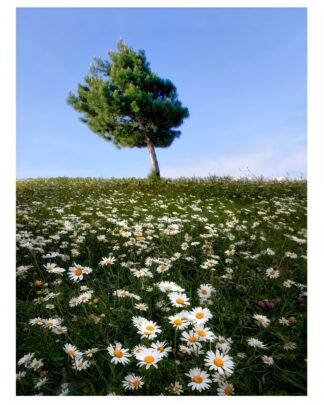 اثر مقصود مرادی